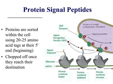 ghk-cu-peptide-purchase