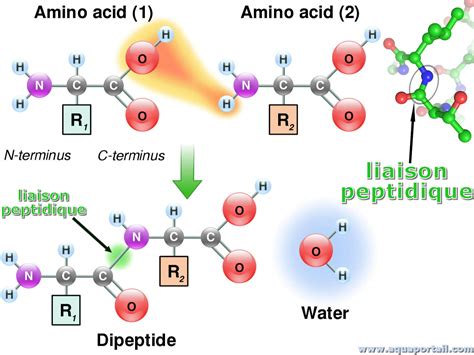 ghk-cu-peptide-elliemd